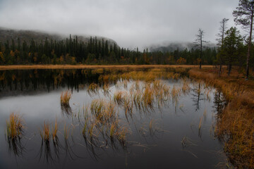 reflection of trees in water
