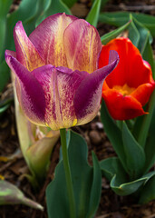 Tulip season
