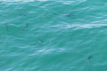 School of Large Permit Fish Seen Swimming in the Water Near the Old Seven Mile Bridge of Florida