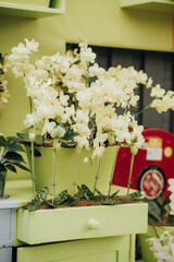 orchids, a prekran flower