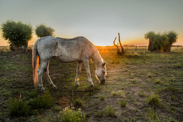 Lone Horse Feeds Amidst the Countryside Landscape at golden hour serenity