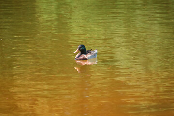 duck on the water