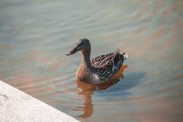 duck in the water