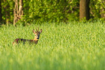 Ein Rehbock in einem Kornfeld © Ronald Rampsch