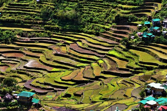 The Batad Rice Terraces of the Philippine Cordilleras - UNESCO World Heritage Site on the island of Luzon in the Philippines (Ifugao Province)