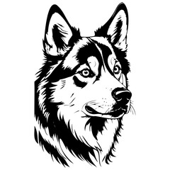 Fototapeta premium Engrave Alaskan Husky portrait realistic, ink sketch of animal outline portrait, transparent background