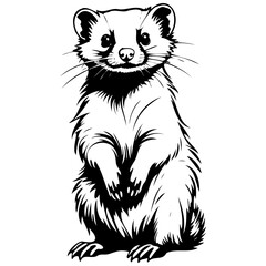 Obraz premium Isolated Angora Ferret sitting drawing, outline cartoon animal, vector engraving silhouette with transparent background