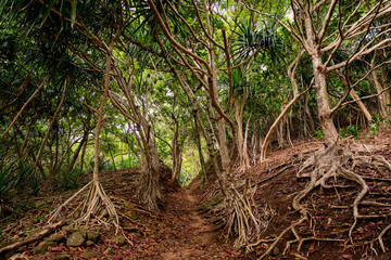 Trail leading to Kauapea (Secret ) Beach, a secluded tropical beach on the island of Kauai, Hawaii.
