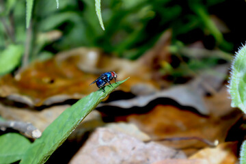 fly on a leaf