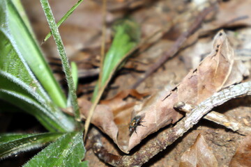 fly on a leaf