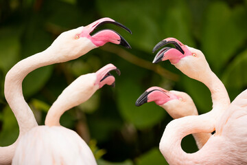 American flamingo (Phoenicopterus ruber) or Caribbean flamingo fighting. Nature green background