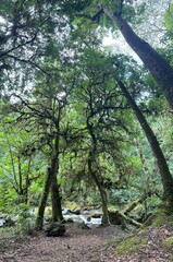 Costa Rica: San Gerardo de Dota hiking trails in the cloud forest