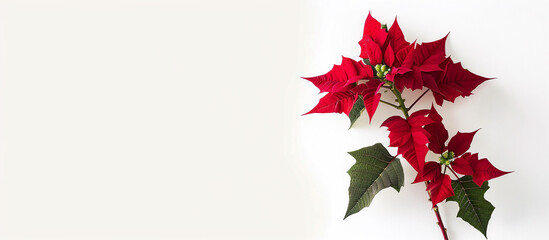 A single stem of elegant red poinsettias, arranged vertically to showcase their grace against a clean white canvas, all depicted in stunning full ultra HD detail.