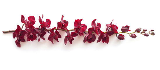 A solitary stem of crimson orchids, arranged vertically to create a stunning visual against a backdrop of pure white, all captured in breathtaking high resolution.