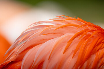 American flamingo (Phoenicopterus ruber) or Caribbean flamingo. Close-up view.