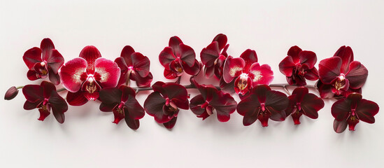  A vertical composition of vibrant red orchids, their exotic beauty adding elegance to the pristine white background, all portrayed in stunning 32k resolution. - obrazy, fototapety, plakaty