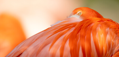 American flamingo (Phoenicopterus ruber) or Caribbean flamingo. Close-up view.