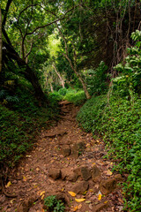 Obraz premium Trail leading to Kauapea (Secret ) Beach, a secluded tropical beach on the island of Kauai, Hawaii. 
