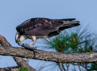 Osprey perched on a branch, its piercing yellow eyes and sharp beak effortlessly tear into fish prey, displaying hunting prowess against blue skies.