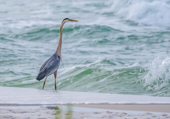  An elegant Blue Heron strides through coastal waves, its sleek gray-blue plumage and striking white neck on display. Its piercing yellow eyes and sharp, pointed beak highlight its prowess as a master