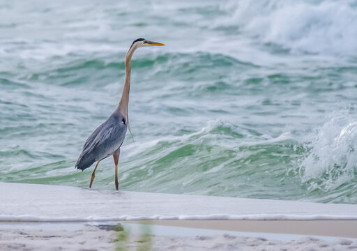  An elegant Blue Heron strides through coastal waves, its sleek gray-blue plumage and striking white neck on display. Its piercing yellow eyes and sharp, pointed beak highlight its prowess as a master