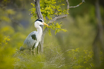 Grey heron sitting on the branch. Bird watching in Europe.