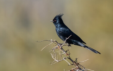 Glossy black Phaenopepla perched on a twig, showcasing striking red eyes and elegant crest