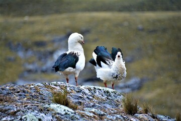 Andean goose (Chloephaga melanoptera) - a pair observed from the 