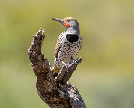 This Gilded Flicker male, distinguished by a vivid red cheek stripe and yellow underwings, perches attentively on a desert branch.