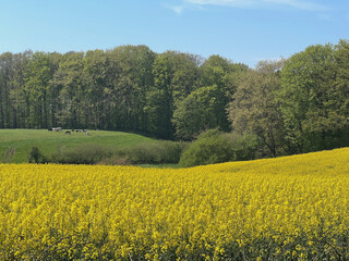 Rapsfeld in der Hügellandschaft von Angeln in Schleswig-Holstein 