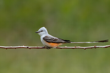 Scissortail Flycatcher perched on a branch, showcasing its soft orange plumage and distinctive scissor-like tail feathers against a serene backdrop.