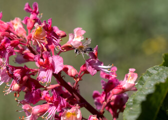 Red chestnut. The colorful inflorescences of a tree called chestnut, one of its ornamental varieties, are usually planted on city streets. Beautiful red chestnut flowers