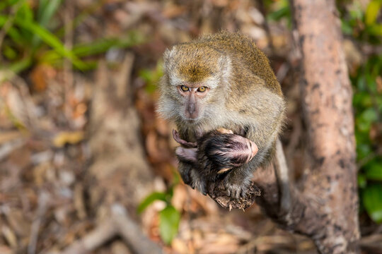 Macaques Monkey and new baby in Bornio, Asia.