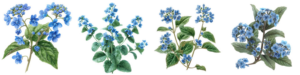 Brunnera (Siberian Bugloss) Plants  Hyperrealistic Highly Detailed Isolated On Transparent Background Png File