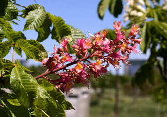 Red chestnut. The colorful inflorescences of a tree called chestnut, one of its ornamental...