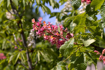 Red chestnut. The colorful inflorescences of a tree called chestnut, one of its ornamental varieties, are usually planted on city streets. Beautiful red chestnut flowers