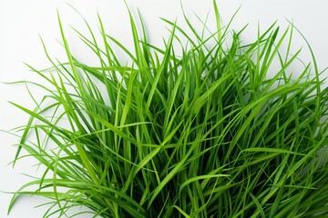 Lush green grass blades on a white background, symbolizing growth and nature