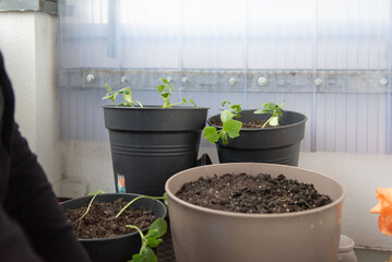 a woman tends her garden on her balcony