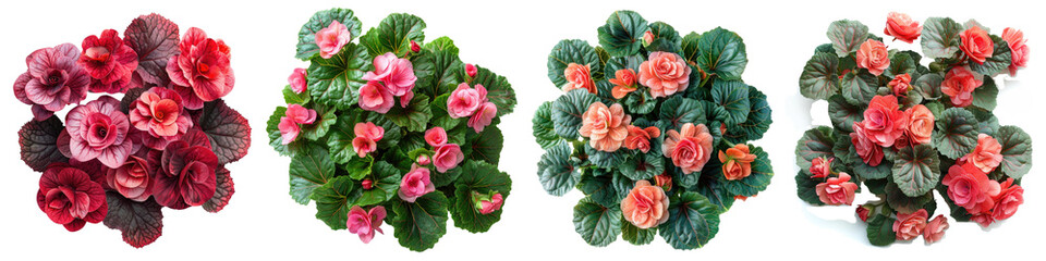 Begonias Plants Top View Hyperrealistic Highly Detailed Isolated On Transparent Background Png File