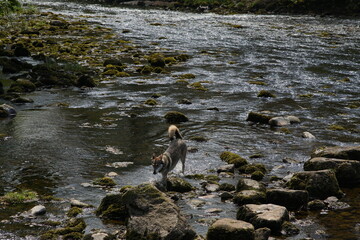 Northern Inuit (Direwolf) in the River Wharfe by the Stepping Stones at Hebden Hippings (below Hebden) in Wharfedale, North Yorshire, England, UK