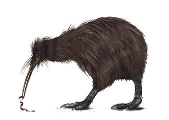 New Zealand Kiwi bird painting with white background