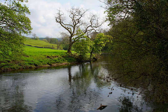 The River Wharfe at Hebden Hippings (below Hebden) in Wharfedale, North Yorshire, England, UK
