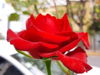 Flor de color rojo