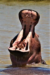 Detail of the head of yawning hippopotamus at iSimangaliso Wetland Park - UNESCO World Heritage...