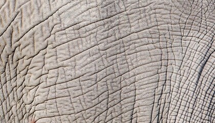 elephant skin seamless texture