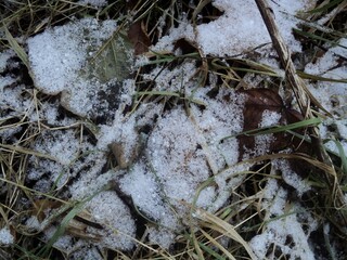 plants covered with snow