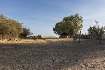 Countryside with Grazing Horse and Rustic Wooden Fence, Dry Soil and Sparse Trees