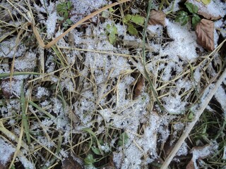 snow on the grass