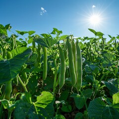Obraz premium A field of organic green beans, the plants laden with pods ready for harvest, under a clear blue sky, emphasizing abundance and health with space for text