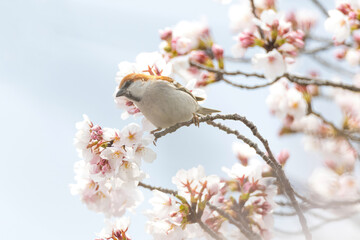 満開の桜とニュウナイスズメ